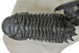 Zlichovaspis & Crotalocephalina Trilobites - Stunning Preparation #126305-3